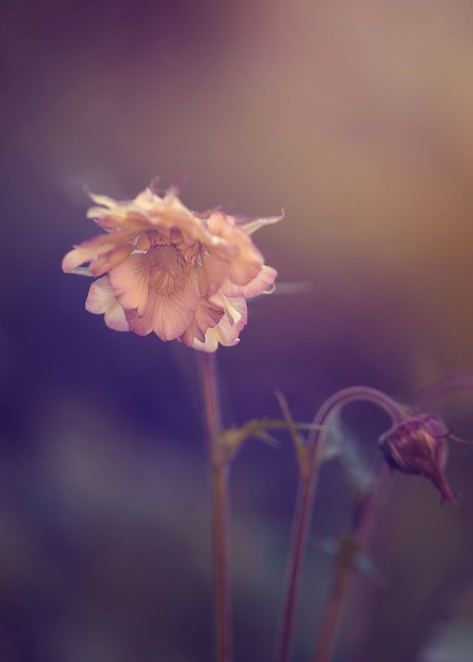 Pastel flowers, macro