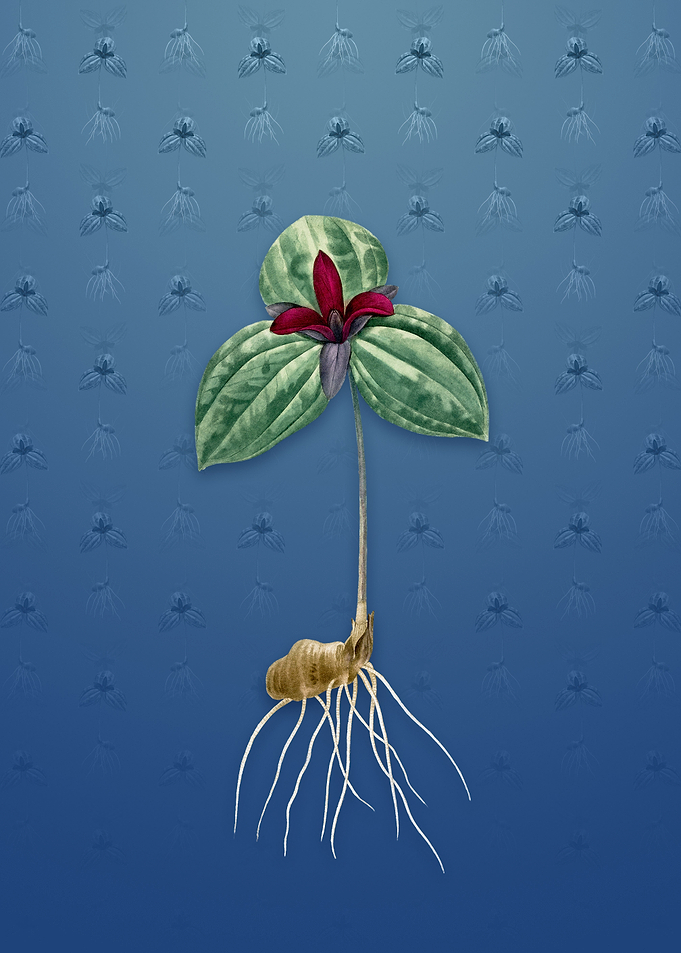 Tri Flower on Bahama Blue
