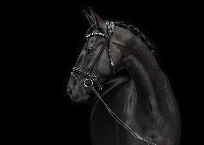 black horse portrait