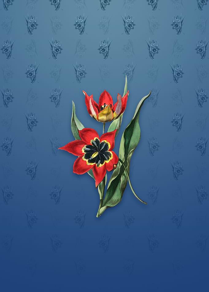 Red Strong Smelling Tulip