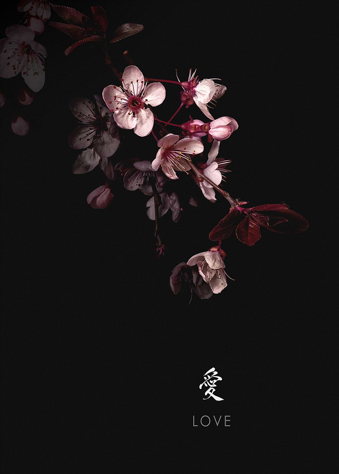 Sakura Flower