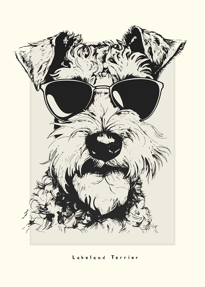 Lakeland Terrier Sketch