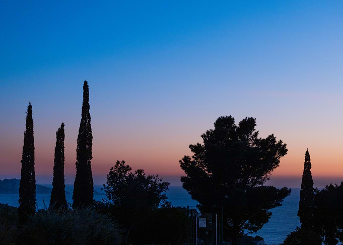Trees at Sunset