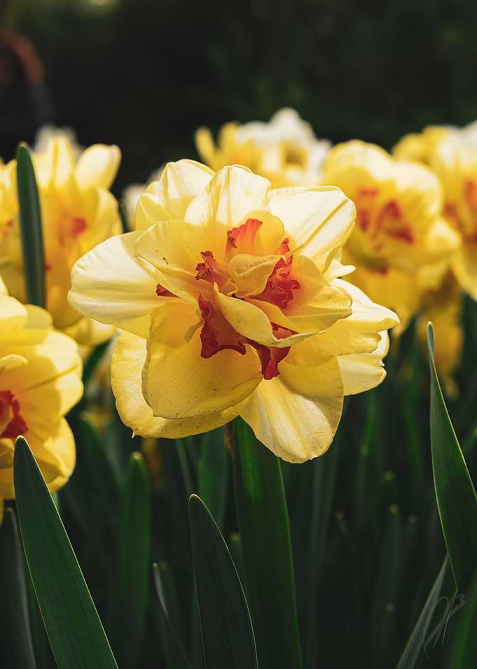 Rush Daffodil