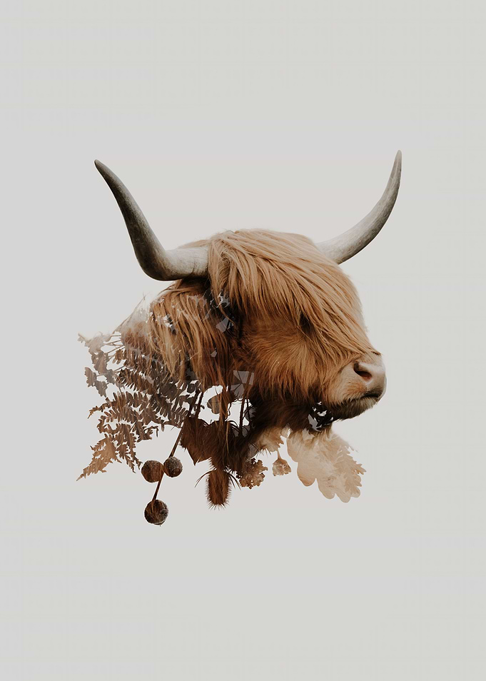 Botanical Highland Coo