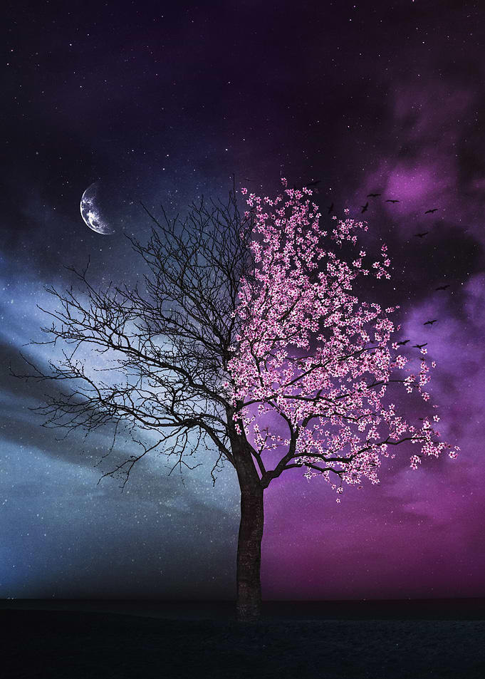 Sakura Flower