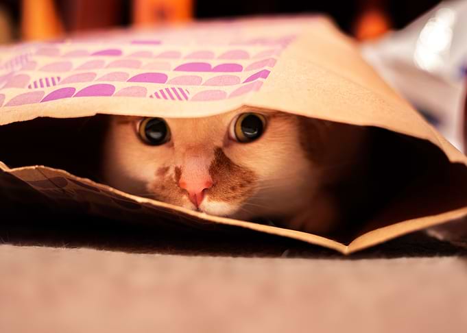 Cat Life