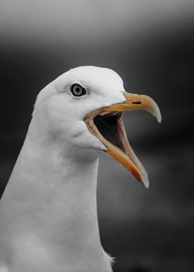 Bird Face Portrait