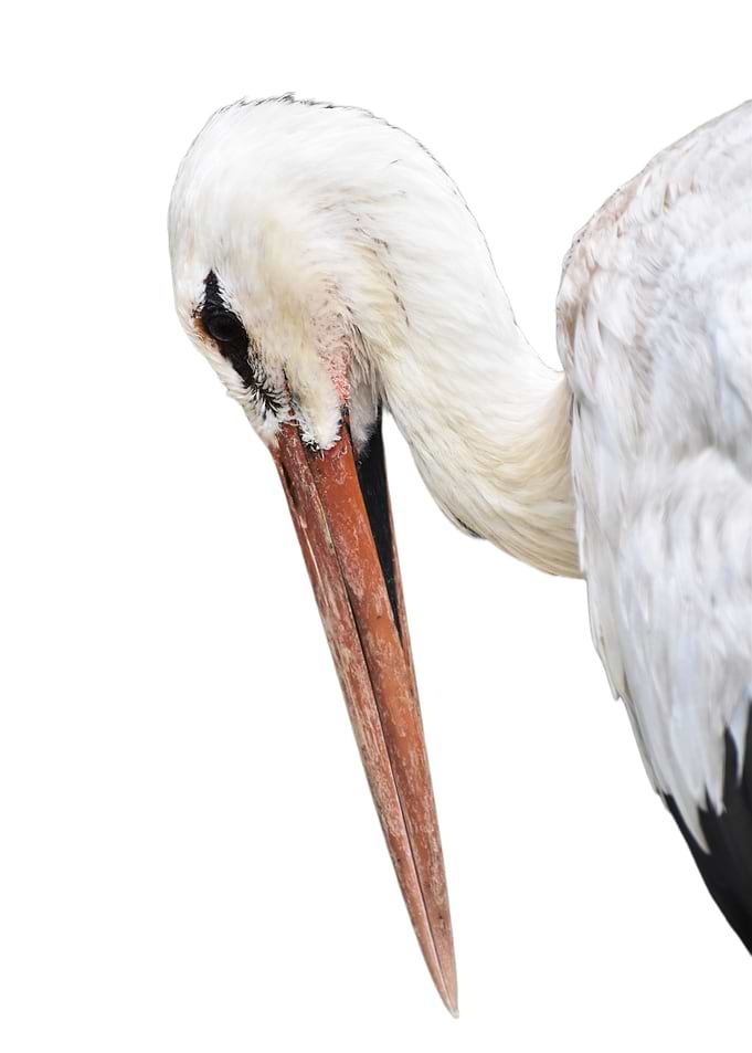 White Bird Portrait