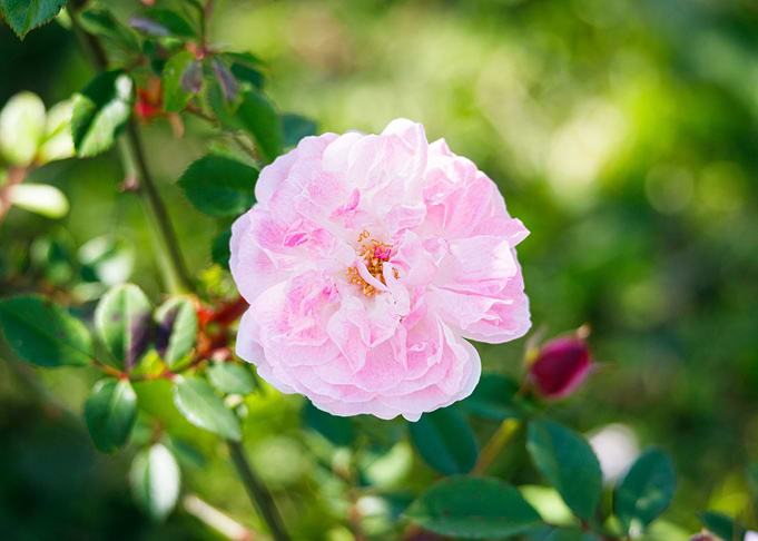 Macro of a rose