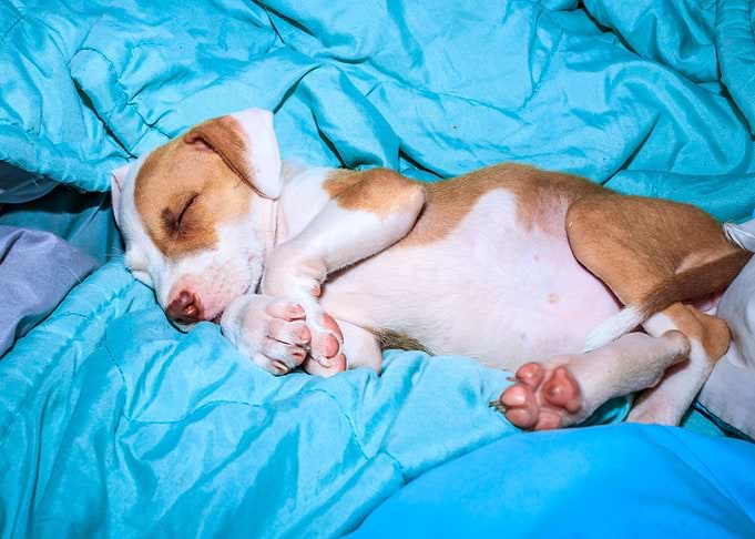 Pit bull puppy sleeping