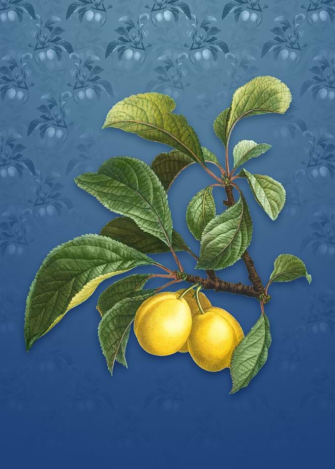 Vintage Ripe Plums on a