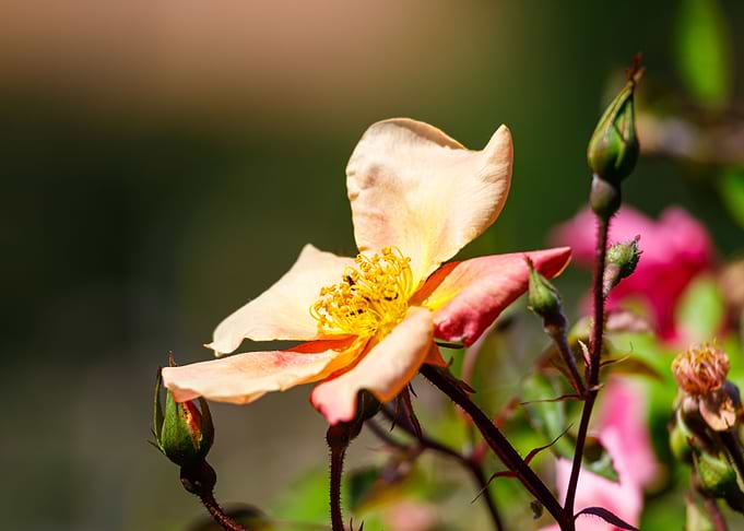 Macro of a rose