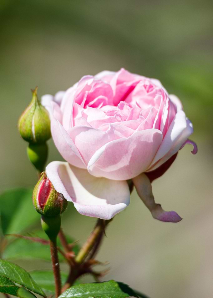 Macro of a rose
