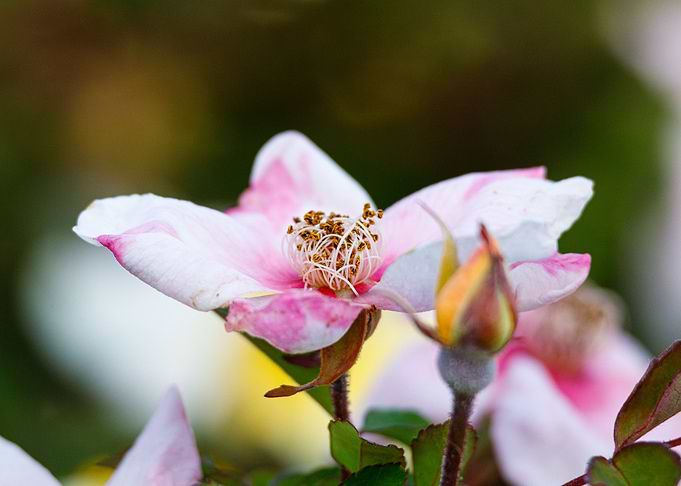 Macro of a rose
