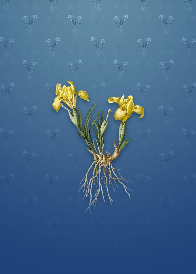Sand Iris on Bahama Blue