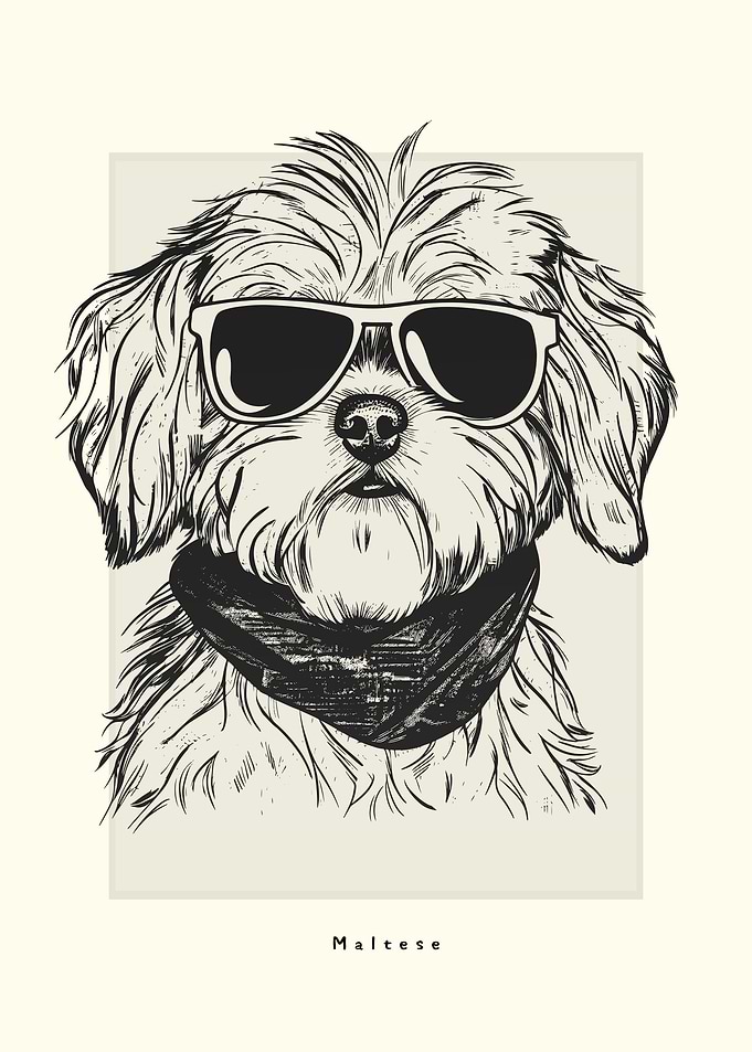 Maltese Illustration