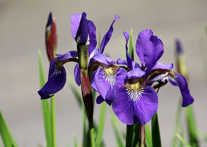 iris