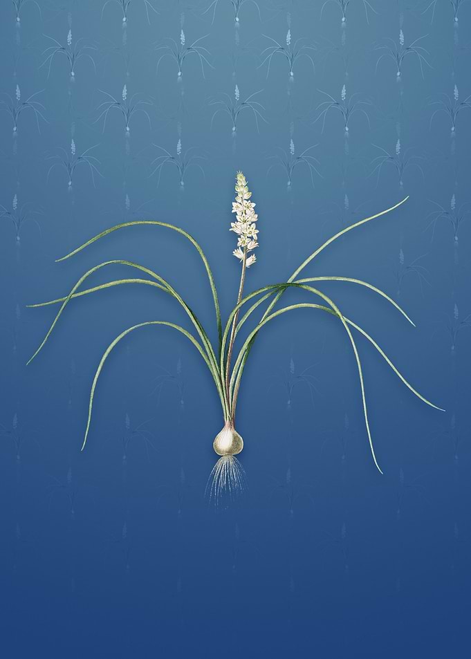 Lachenalia Angustifolia