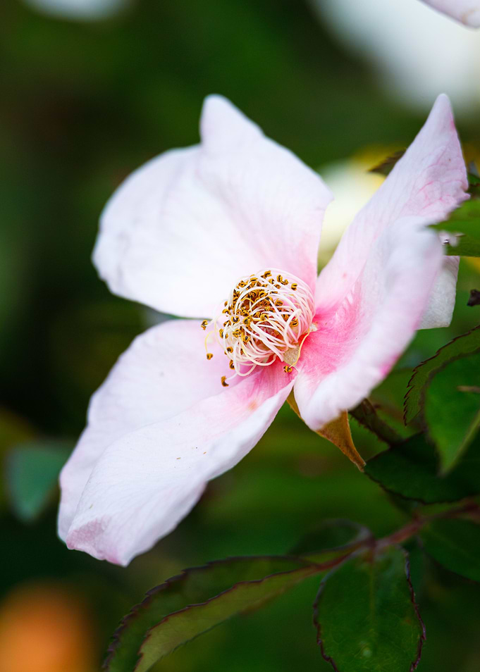 Macro of a rose