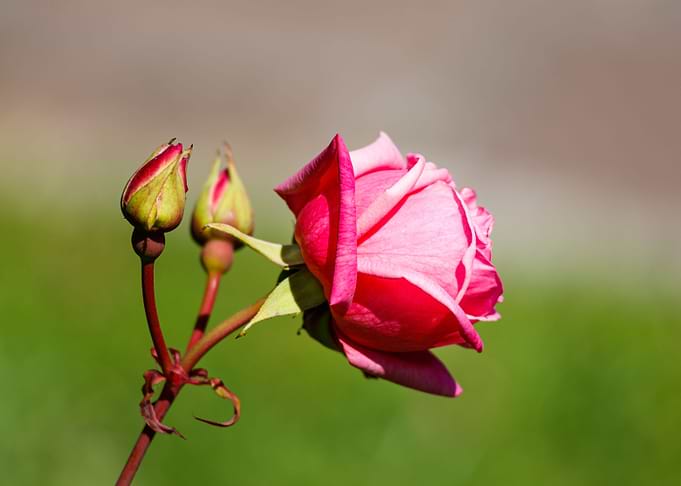 Macro of a rose