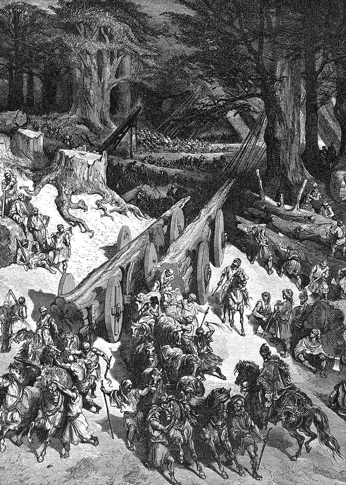 Cedars Are Cut Down
