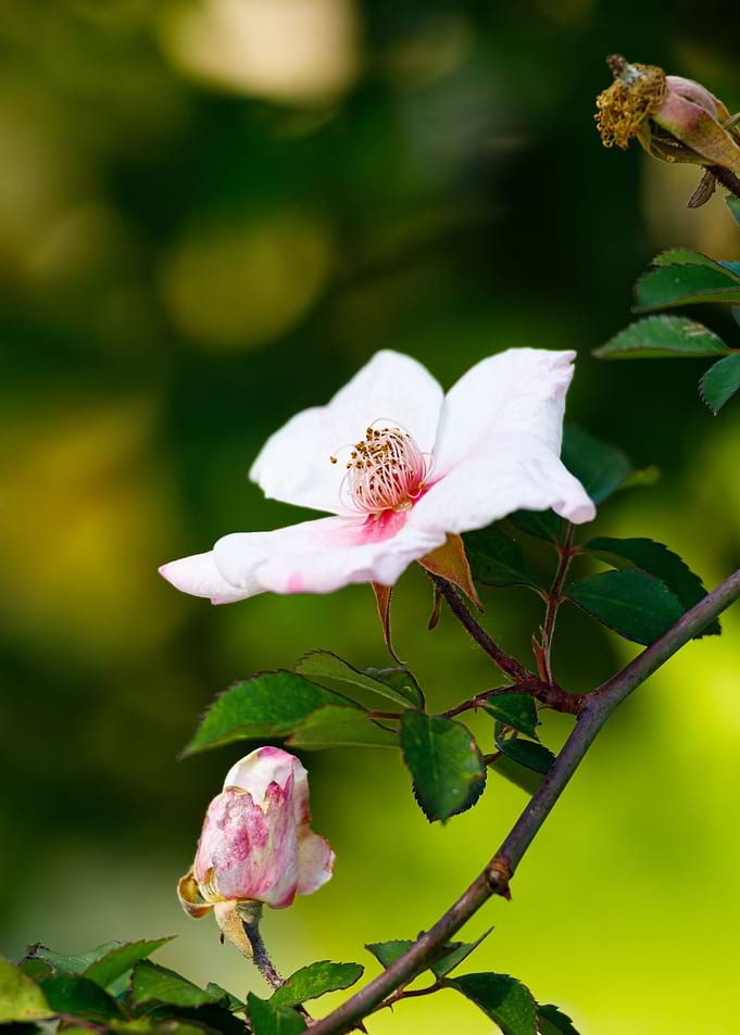 Macro of a rose