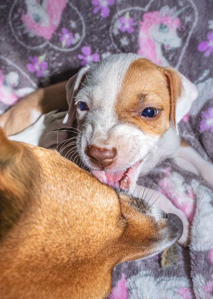 Pit bull puppy sleeping
