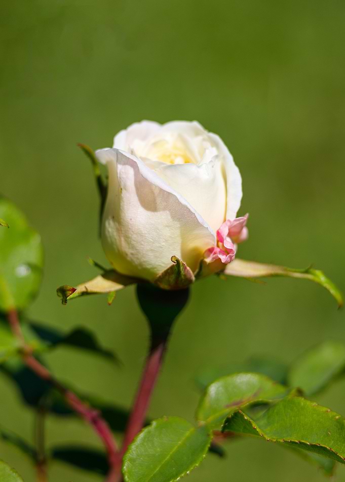 Macro of a rose