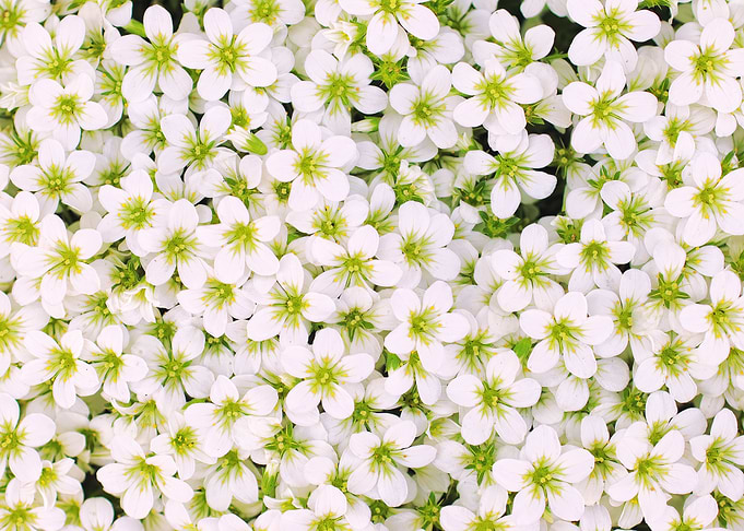 white flower