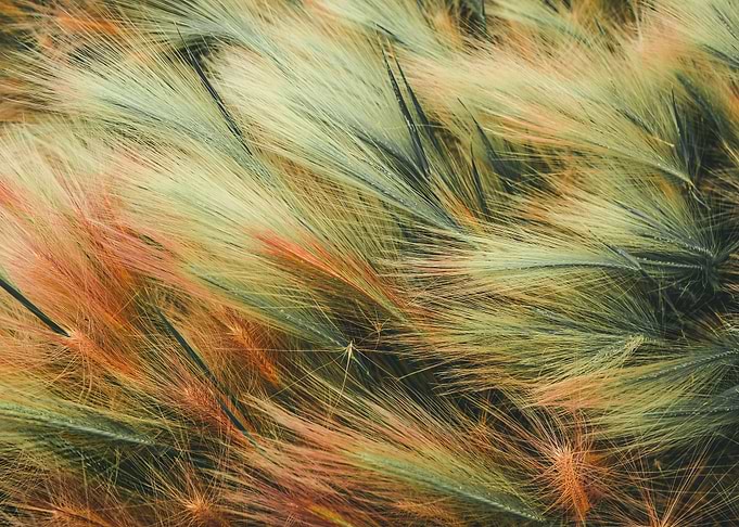 wheat