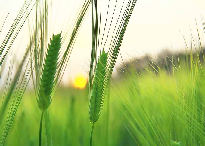 barley field
