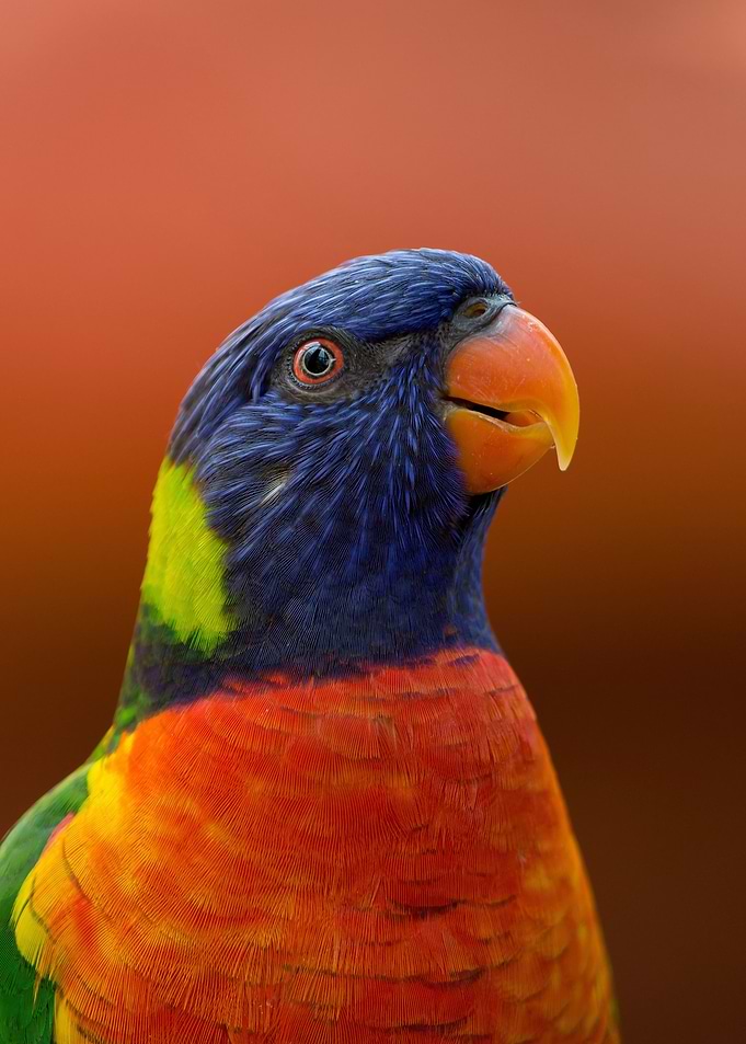 Artistic Parrot Haven