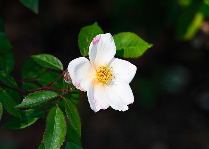Macro of a rose