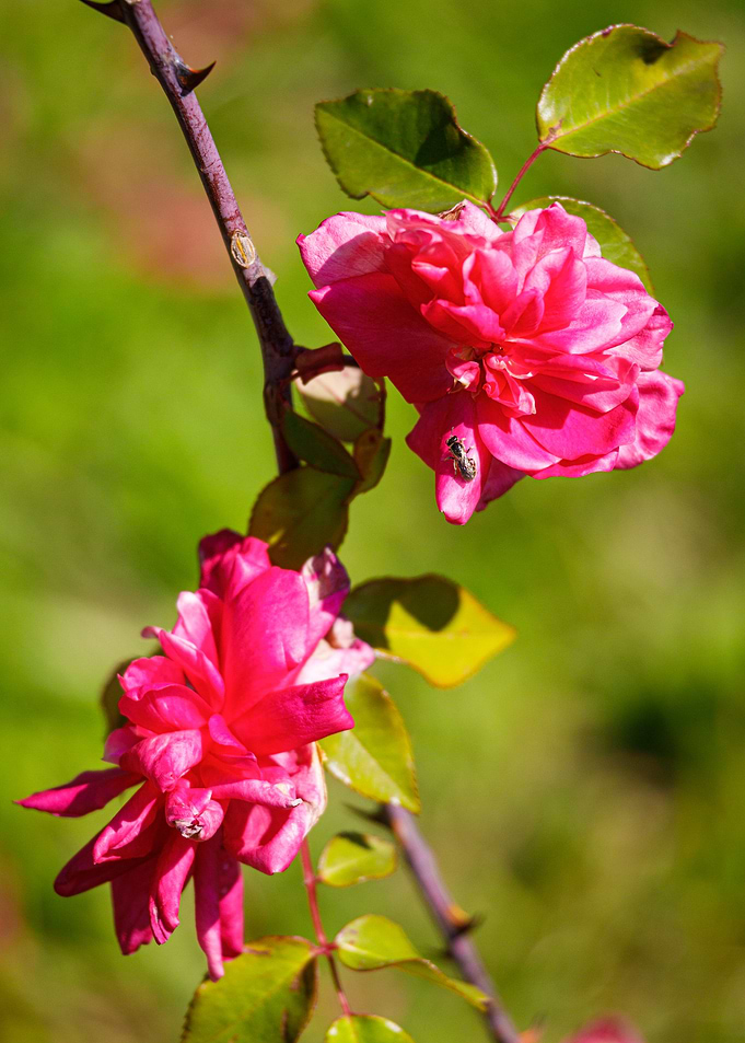 Macro of a rose