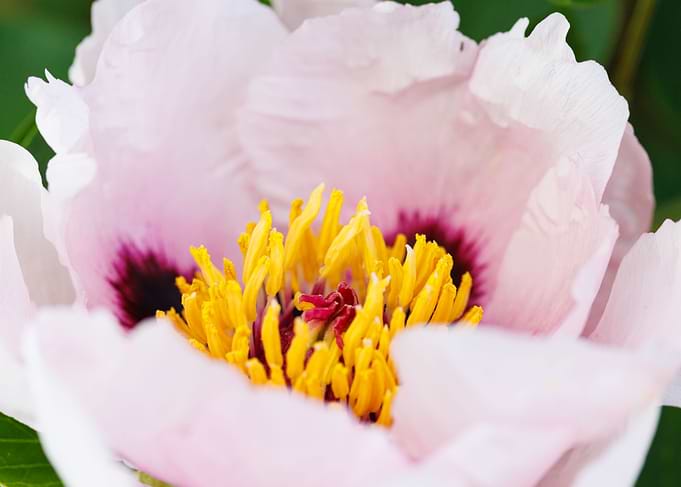 Macro of a peony