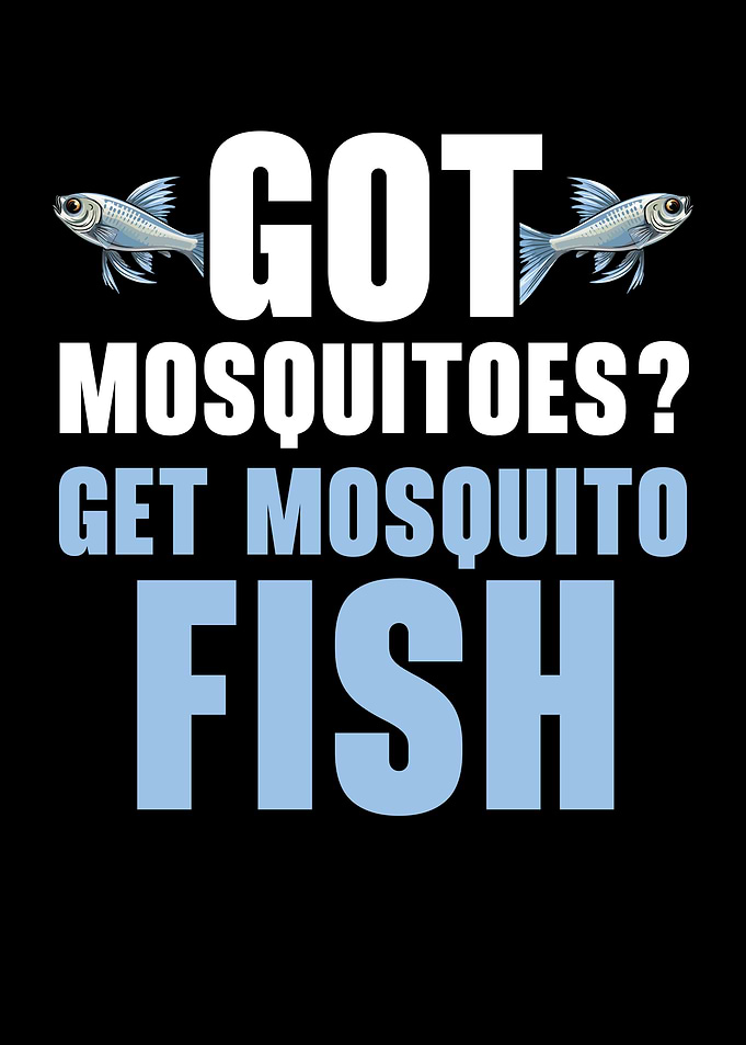 Mosquitofish Owner Fish