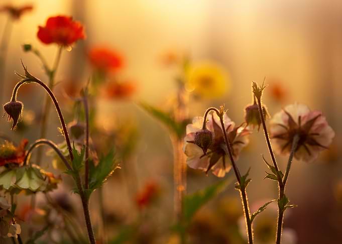 Sunset in the garden