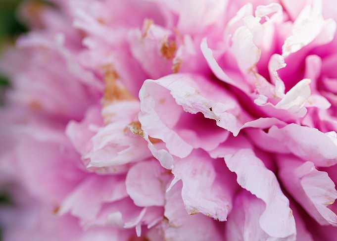 Macro of a peony