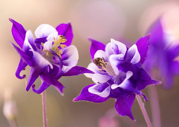 Purple flowers