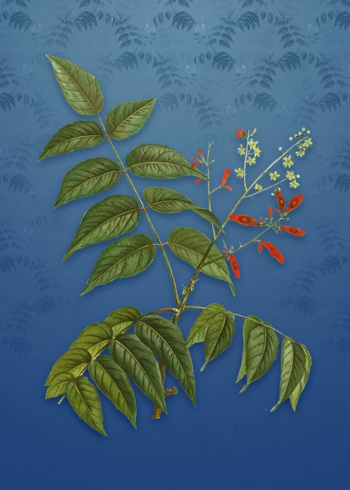 Vintage Tree of Heaven