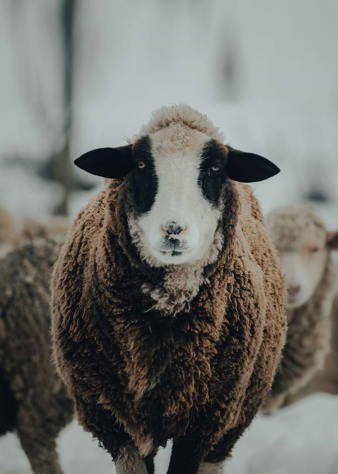 chill sheep