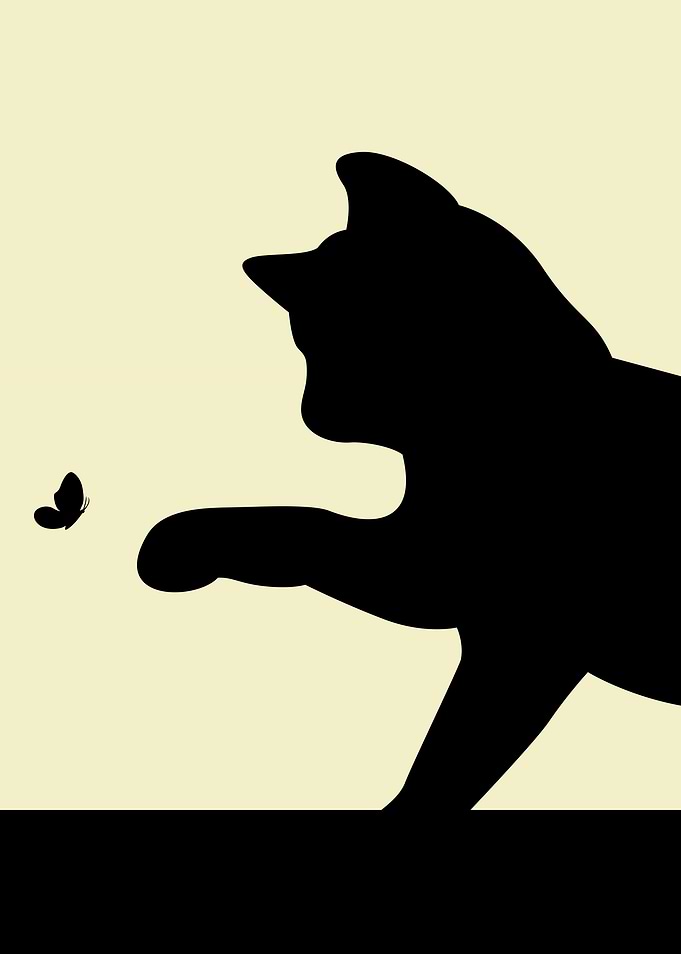 Playing Cat
