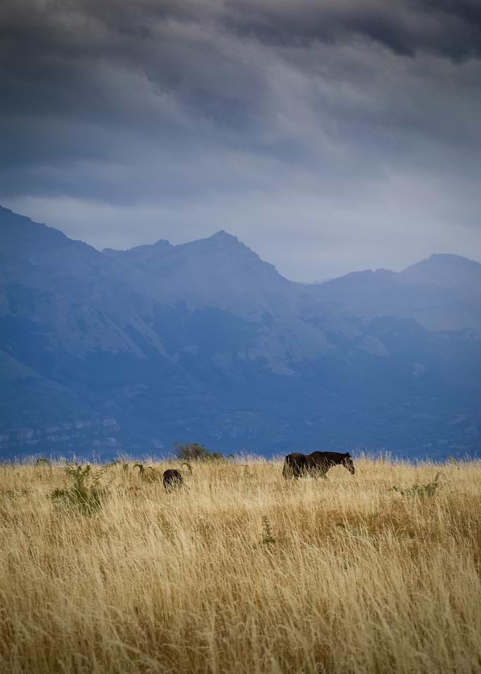 two lonely horses