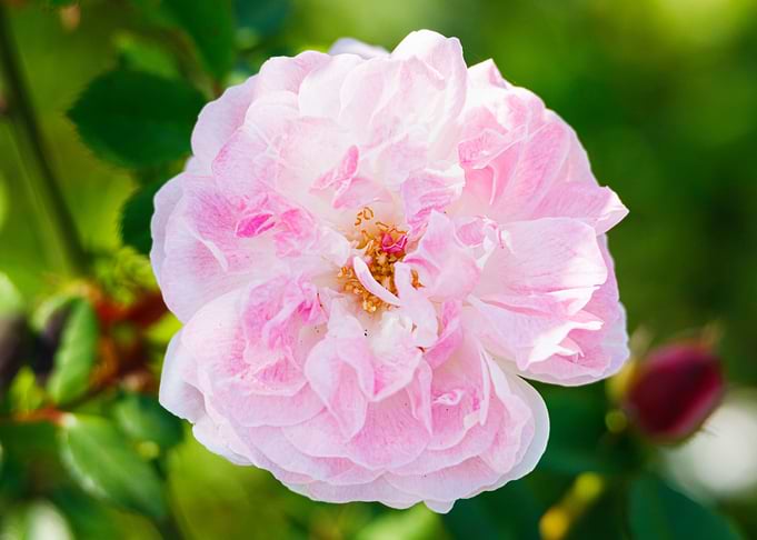 Macro of a rose