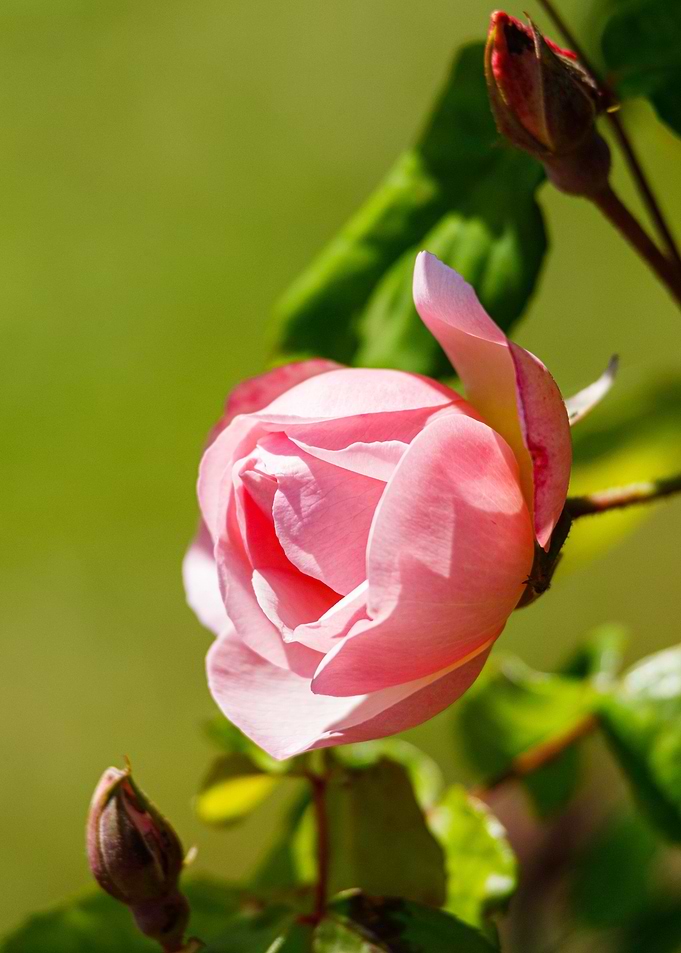 Macro of a rose