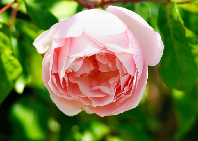 Macro of a rose