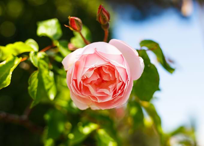 Macro of a rose