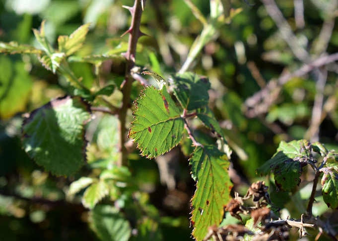 Rubus ulmifolius 3