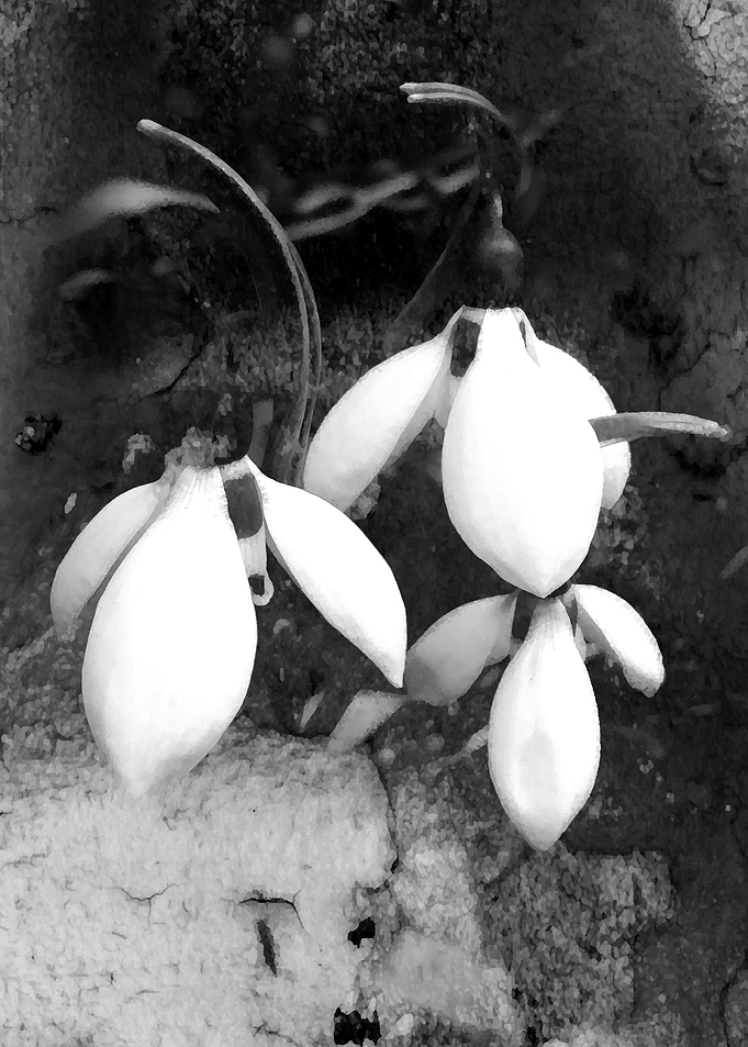 Monochrome snow drops